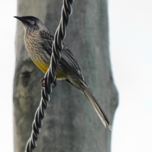 Anthochaera carunculata at Symonston, ACT - 15 Apr 2023