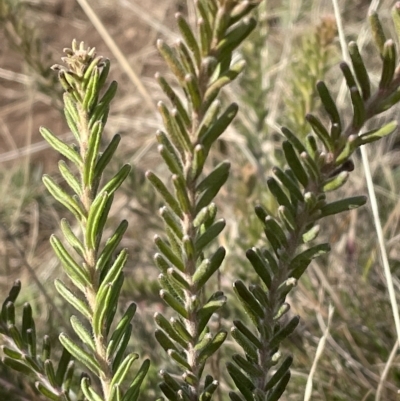 Grevillea lanigera (Woolly Grevillea) at Bimberi, NSW - 15 Apr 2023 by Mavis