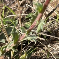 Calotis glandulosa (Mauve Burr-daisy) at Tantangara, NSW - 14 Apr 2023 by Mavis