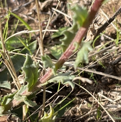 Calotis glandulosa (Mauve Burr-daisy) at Tantangara, NSW - 14 Apr 2023 by Mavis
