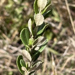 Olearia myrsinoides (Blush Daisy Bush) at Tantangara, NSW - 15 Apr 2023 by Mavis