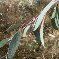 Eucalyptus lacrimans (Weeping Snow Gum) at Cooleman, NSW - 14 Apr 2023 by Mavis