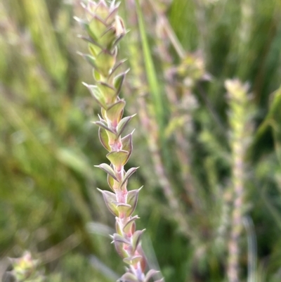 Epacris breviflora (Drumstick Heath) at Kosciuszko National Park - 14 Apr 2023 by Mavis