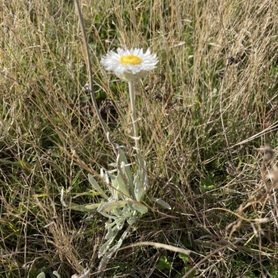Leucochrysum alpinum (Alpine Sunray) at Kosciuszko National Park - 14 Apr 2023 by Mavis