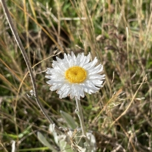 Leucochrysum alpinum at Tantangara, NSW - 14 Apr 2023 03:35 PM