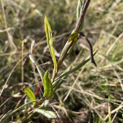 Xerochrysum subundulatum (Alpine Everlasting) at Kosciuszko National Park - 14 Apr 2023 by Mavis
