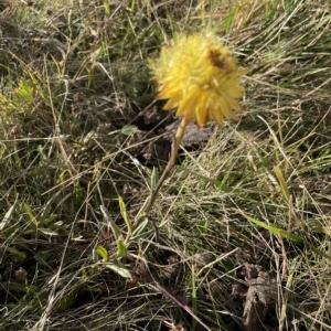 Xerochrysum subundulatum at Tantangara, NSW - 14 Apr 2023 03:33 PM