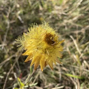 Xerochrysum subundulatum at Tantangara, NSW - 14 Apr 2023 03:33 PM