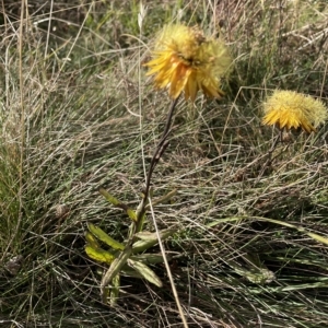 Xerochrysum subundulatum at Tantangara, NSW - 14 Apr 2023 03:33 PM