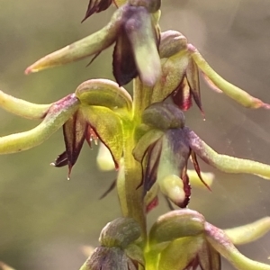 Corunastylis clivicola at Bungendore, NSW - 24 Feb 2023