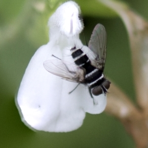 Trigonospila sp. (genus) at Higgins, ACT - 27 Mar 2023