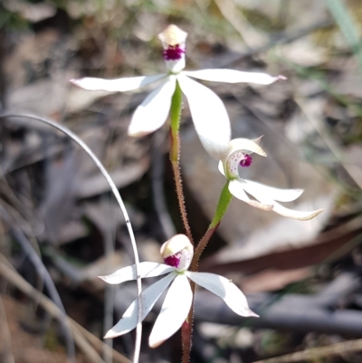 Caladenia cucullata (Lemon Caps) at Point 38 - 8 Nov 2022 by HappyWanderer