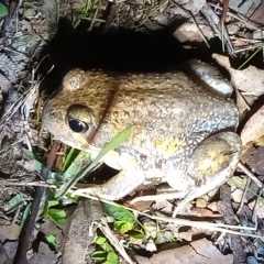 Limnodynastes dumerilii (Eastern Banjo Frog) at Paddys River, ACT - 15 Apr 2023 by michaelb