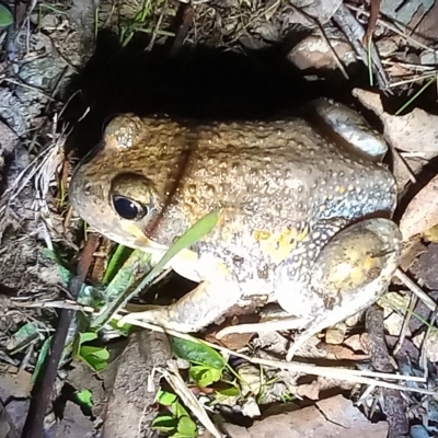 Limnodynastes dumerilii (Eastern Banjo Frog) at Paddys River, ACT - 15 Apr 2023 by michaelb