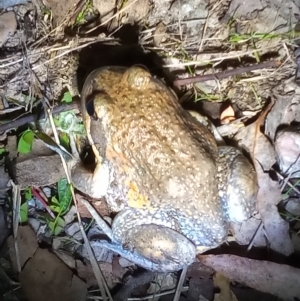 Limnodynastes dumerilii at Paddys River, ACT - 15 Apr 2023