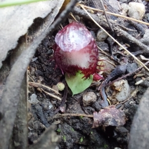 Corysanthes hispida at Paddys River, ACT - suppressed