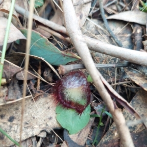 Corysanthes hispida at Paddys River, ACT - suppressed