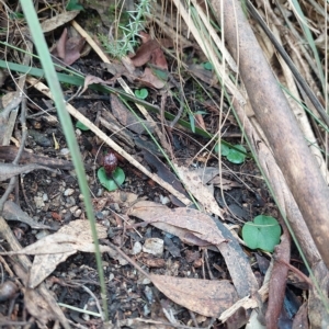 Corysanthes hispida at Paddys River, ACT - suppressed