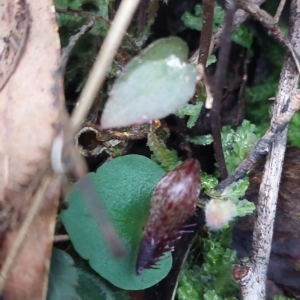 Corysanthes hispida at Paddys River, ACT - suppressed