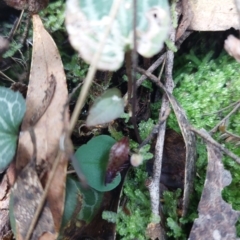 Corysanthes hispida at Paddys River, ACT - suppressed