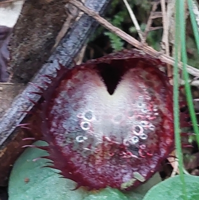 Corysanthes hispida (Bristly Helmet Orchid) at Paddys River, ACT - 15 Apr 2023 by Venture