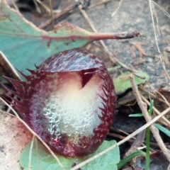 Corysanthes hispida at Paddys River, ACT - 15 Apr 2023