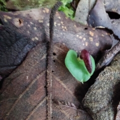 Corysanthes hispida at Paddys River, ACT - suppressed