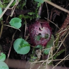 Corysanthes hispida (Bristly Helmet Orchid) at Paddys River, ACT - 15 Apr 2023 by Venture