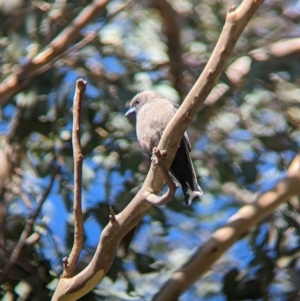 Artamus cyanopterus at Big Springs, NSW - 13 Apr 2023