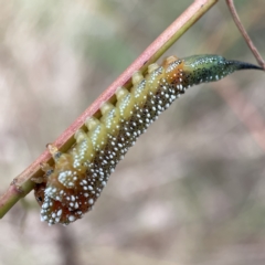 Lophyrotoma interrupta (Cattle Poisoning Sawfly) at Palmerston, ACT - 15 Apr 2023 by Hejor1