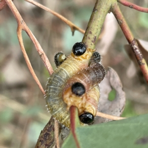 Lophyrotoma interrupta at Nicholls, ACT - 15 Apr 2023 03:57 PM