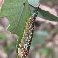 Lophyrotoma interrupta at Nicholls, ACT - 15 Apr 2023 03:57 PM