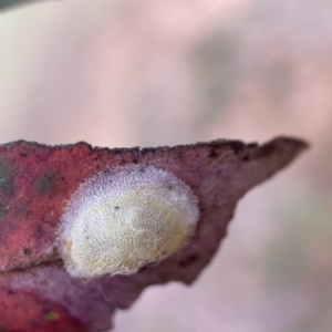 Cardiaspina sp. (genus) at Nicholls, ACT - 15 Apr 2023