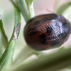 Trachymela sp. (genus) at Nicholls, ACT - 15 Apr 2023