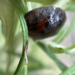 Trachymela sp. (genus) at Nicholls, ACT - 15 Apr 2023