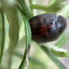 Trachymela sp. (genus) at Nicholls, ACT - 15 Apr 2023