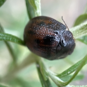 Trachymela sp. (genus) at Nicholls, ACT - 15 Apr 2023