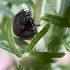 Trachymela sp. (genus) at Nicholls, ACT - 15 Apr 2023