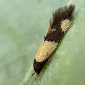 Opogona comptella at Nicholls, ACT - 15 Apr 2023 03:42 PM