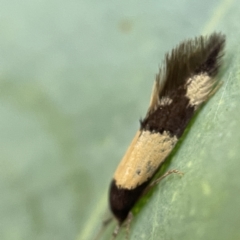 Opogona comptella at Nicholls, ACT - 15 Apr 2023 03:42 PM