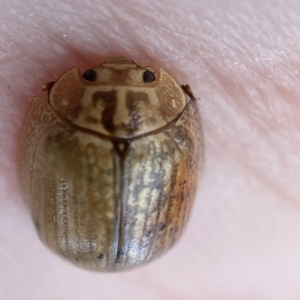 Paropsisterna sp. (genus) at Nicholls, ACT - 15 Apr 2023