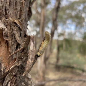 Pseudoperga sp. (genus) at Nicholls, ACT - 15 Apr 2023