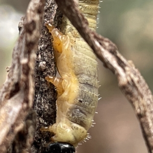 Pseudoperga sp. (genus) at Nicholls, ACT - 15 Apr 2023 03:10 PM