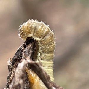 Pseudoperga sp. (genus) at Nicholls, ACT - 15 Apr 2023