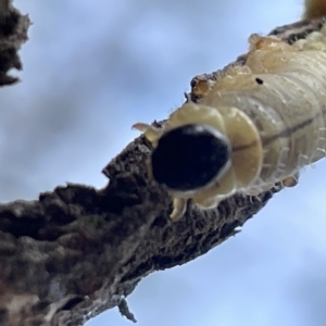 Pseudoperga sp. (genus) at Nicholls, ACT - 15 Apr 2023