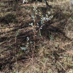 Acacia buxifolia subsp. buxifolia at Big Springs, NSW - 13 Apr 2023