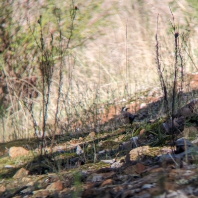 Pomatostomus superciliosus (White-browed Babbler) at Big Springs, NSW - 13 Apr 2023 by Darcy