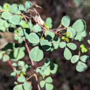 Goodia lotifolia at Big Springs, NSW - 13 Apr 2023