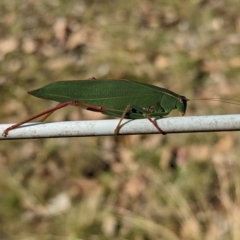 Caedicia simplex at Big Springs, NSW - 13 Apr 2023 by Darcy