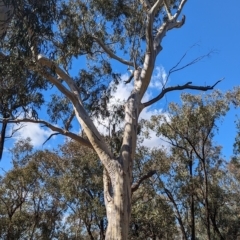 Eucalyptus rossii (Inland Scribbly Gum) at Big Springs, NSW - 13 Apr 2023 by Darcy